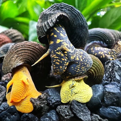 Tylomelania towutensis- rabbit snail
